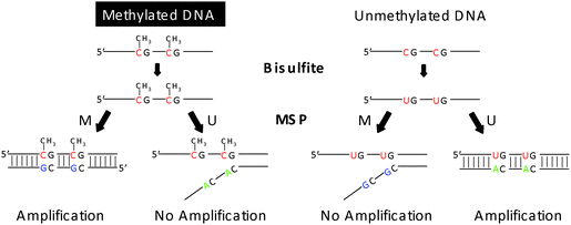 MSP for p15 methylation. Primers were for M sequence respectively