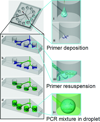 Illustration of sample loading and primer deposition on an individual functional unit. (a) The sample was injected and guided into each reaction chamber. (b) The companion fluid was subsequently injected from the same inlet, driving the sample into reaction chambers. (c) Excess mineral oil occupied the residual volume inside the microchannels, preventing possible backflow and cross contamination. (d) The companion fluid filled the entire chamber and covered the sample droplets. (i) Primers were deposited onto the bottom of reaction chambers. (ii) The solvent evaporated, leaving primers on the glass substrate. (iii) Resuspension of primers due to infusion of sample containing human gDNA and PCR mix. (iv) All the components required for PCR were trapped inside the droplet that was encapsulated by the mineral oil. The sample (in blue) is compartmentalized into droplets by the companion fluid (in green).