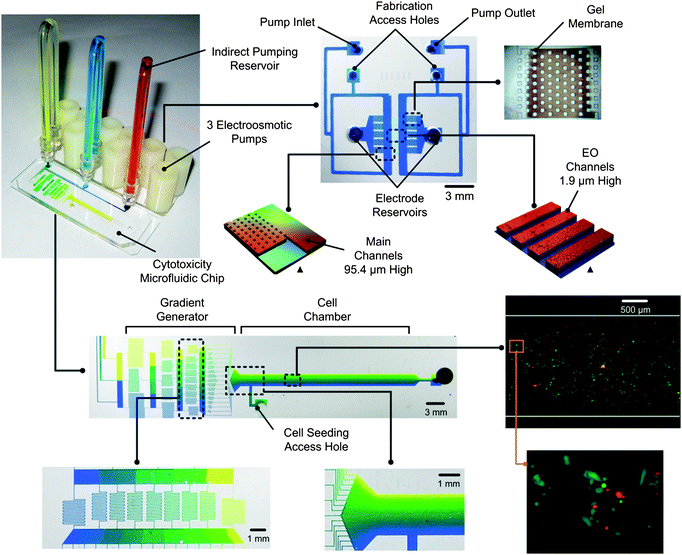 Three EO pumps fabricated with photopolymerized gel membranes are connected by indirect reservoirs to the toxicity chip which contains a microfluidic gradient generator and test cell chamber. A linear gradient of toxicant is created in the cell chamber and a Live/DeadTMcell assay is used to determine the lethality. The system is built on two separate microscope slides. Pictures are actual images of the chips with colour dyes. ▲indicates 3D profiles of the EO pump design measured with an optical profiler (Wyko NT1100, Veeco).
