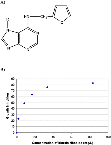 (A) Chemical structure of kinetin riboside, R: β-D-ribofuranosyl and (B) growth inhibitory effect of kinetin riboside on HepG2 human liver cancer cells. Cells were treated with different concentrations of kinetin riboside for 2 days when the cell viability was determined by the MTT assay. The growth inhibition was calculated as percentage of inhibition compared with the control.