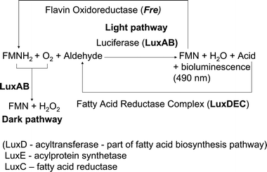 Reactions catalysed by the products of the LuxABCDE operon in Photorhabdus luminescens. In the light pathway the luciferase LuxAB catalyses the oxidation of reduced flavin and an aldehyde to flavin and a long chain fatty acid, resulting in emission of blue-green light. The acid is recycled to aldehyde by the action of the fatty acidreductase complex LuxCDE. Oxidised flavin is reduced by the enzyme Fre. If aldehyde concentration is low or zero the dark pathway is followed, leading to the production of flavin and hydrogen peroxide.