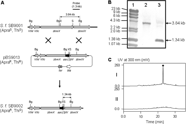 Inactivation of zbmX by gene replacement. (A) Construction of the zbmXgene replacement mutant and restriction map of S. flavoviridis SB9001 wild-type and SB9002 mutant strains showing fragment sizes upon BglII-XhoI digestion. Bg, BglII; S, StuI; X, XhoI; ApraR, apramycin resistant; ApraS, apramycin sensitive; ThiR, thiostrepton resistant; ThiS, thiostrepton sensitive. (B) Southern analysis of SB9001 (lane 2) and SB9002 (lane 3) genomic DNA digested with BglII and XhoI using a 1.3-kb BglII-StuI fragment as a probe. Lane 1, molecular weight marker. (C) HPLC analysis of ZBM (◆) production in wild-type SB9001 (I) and recombinant strain SB9002 (II).