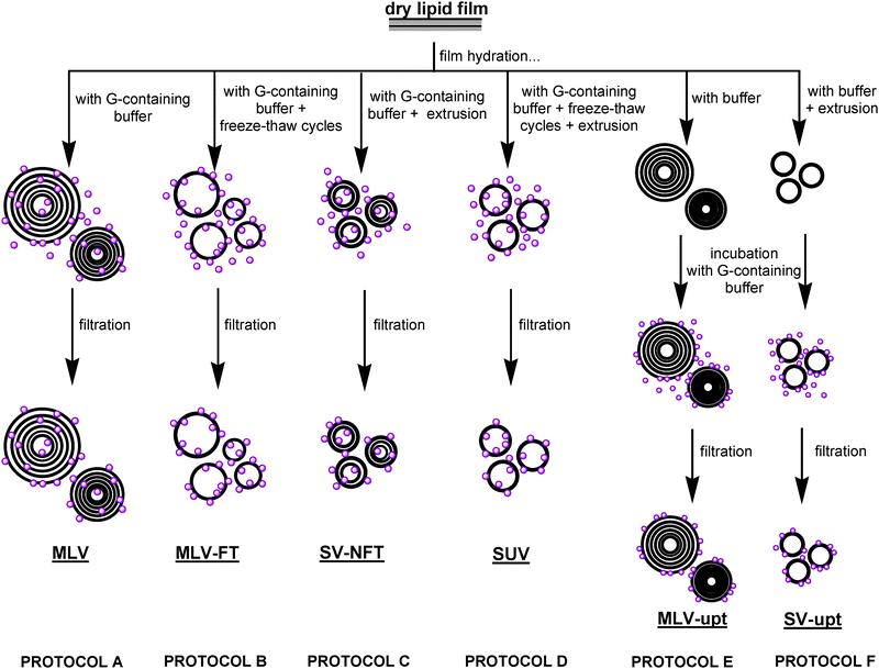 Schematic representation of the different DMPC/Gα-mir preparation protocols. Gα-mir molecules are represented as purple balloons. MLV: multilamellar vesicles hydrated with Gα-mir containing buffer; MLV-FT: multilamellar vesicles hydrated with Gα-mir containing buffer subjected to freeze-thaw cycles; SV-NFT: multilamellar vesicles hydrated with Gα-mir containing buffer subjected to extrusion; SUV: extruded small unilamellar vesicles hydrated with Gα-mir containing buffer; MLV-upt: preformed multilamellar vesicles incubated with Gα-mir containing buffer; SV-upt: preformed small extruded vesicles incubated with Gα-mir containing buffer.