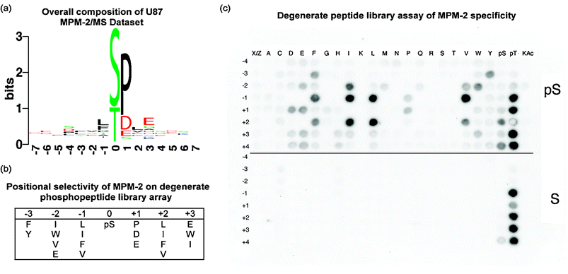 Specificity of the MPM-2 antibody. (a) Motif logo of mass spec dataset.47 The height of each amino acid represents its frequency at that position, and the total stack height of a position represents total conservation. (b) Positional selectivity of two-fold or greater (see Methods) of MPM-2 for residues surrounding a phosphorylated residue according to the results of a degenerate peptide library screen. (c) A degenerate library screen of MPM-2 selectivity. The blot is composed of two sections, the top-half contains a phosphoserine-oriented library and the bottom half is a serine-oriented control library. On each spot is an entire degenerate library oriented on the central serine residue, i.e. X-X-X-X-pS/S-Z-X-X-X, where X represents all naturally occurring amino acids except cysteine and Z additionally excludes proline. A second position, indicated by the row numbering position with respect to the orienting pSer or Ser residue, is fixed to a particular residue, indicated by column-wise position. All natural amino acids, as well as phosphoserine, phosphothreonine, and acetylated lysine, were tested for their contribution to MPM-2 recognition. Phosphoblot quantitation can be found in Supplementary Table S4.
