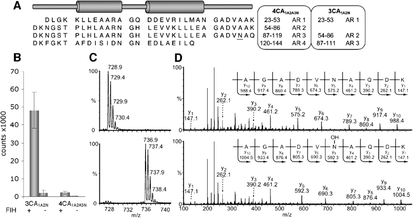 Some but not all consensus ARD proteins are FIH substrates. (A) Sequences of the 3CA1A2N and 4CA1A2A3N repeat consensus ARDs. The single potential hydroxylation site in these proteins is underlined. Numbers in the right hand boxes correspond to the residue numbers and the ankyrin repeat (AR) number. Excision of the DNA encoding for the second AR from the vector used for 4CA1A2A3N expression, by digestion with BamHI followed by religation, gave a vector encoding for a 3AR consensus protein with a single potential Asn-hydroxylation site in the loop linking the central and C-terminal ARs (3CA1A2N). (B) 3CA1A2N but not 4CA1A2A3N stimulates FIH mediated 2OG decarboxylation, as measured by 14CO2 formation. (C) Tryptic digestion followed by LC-MS analyses of 3CA1A2N incubated under standard assay conditions in the absence (top) and presence (bottom) of FIH. The expected monisotopic masses for the [M+2H]2+ unhydroxylated and hydroxylated tryptic peptides are m/z = 728.88 and 736.88. No mass change was observed for 4CA1A2A3N incubated under standard assay conditions with FIH. (D) MS/MS analysis of the tryptic digest peptide containing the Asn of interest incubated in the absence (top) and presence (bottom) of FIH. A +16 Da shift is observed in the y ion series appearing at y5, corresponding to fragments containing Asn-84 of 3CA1A2N. Some hydrolysis of the hydroxyasparagine amide is likely as both +16 Da and +17 Da mass shifts relative to the unhydroxylated sample were observed.