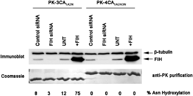 3CA1A2N is an FIH substrate in human cells. FIH is necessary and sufficient for 3CA1A2N Asn hydroxylation in vivo. 293T cells were transfected with PK-3CA1A2N and/or FIH or empty vector (EV) control for 48 h prior to immunoprecipitation and MS. For FIH-targeted RNA interference, cells were treated twice over 48 h with 10 nM siRNA prior to PK-3CA1A2N transfection.