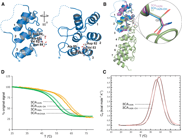 Hydroxylation increases the thermal stability of 3CA without altering the conformation adopted in the crystalline state. (a) Ribbons diagram views of the overall structure of the His-tagged 3CA1A2N-OH (blue) showing the DVNA motif in stick representation (white) and the hydroxylated Asn-84 on loop 2 between the second and third repeats (ARs are labeled 1,2,3). The dashed line indicates the disordered region of the N-terminal His-tag not visible in the electron density maps. (B) Superimposition of the structures of 3CA1A2N-OH (blue) and 3CA1A2N (magenta) and hydroxylated mouse N1 (green). Encircled is an expanded view of the FIH target asparagine in ARD proteins illustrating the lack of conformational change in its three-dimensional structure between, not only consensus ankyrins 3CA1A2N-OH and 3CA1A2N, but also when compared to the hydroxylated mouse N1 protein structure (PDB ID 2QC9). (C) Temperature induced equilibrium denaturation monitored by CD spectroscopy at 222 nm for unhydroxylated (closed circles) and hydroxylated (open circles) 3CA1A2N (green) and 3CA1N2A (orange), represented as percentage of the original signal at 25 °C. The midpoint of the transitions (Tm) are 54.1 °C for 3CA1A2N, 57.1 °C for 3CA1A2N-OH, 61.7 °C for 3CA1N2A and 63.5 °C for 3CA1N-OH2A. (D) DSC data showing the thermal unfolding of 3CA1A2N and 3CA1A2N-OH after baseline correction and normalization (black line), and curve fit using a 2-state model (red line). The average melt temperatures calculated by DSC were 55.4 °C for 3CA1A2N and 58.1 °C and 3CA1A2N-OH.