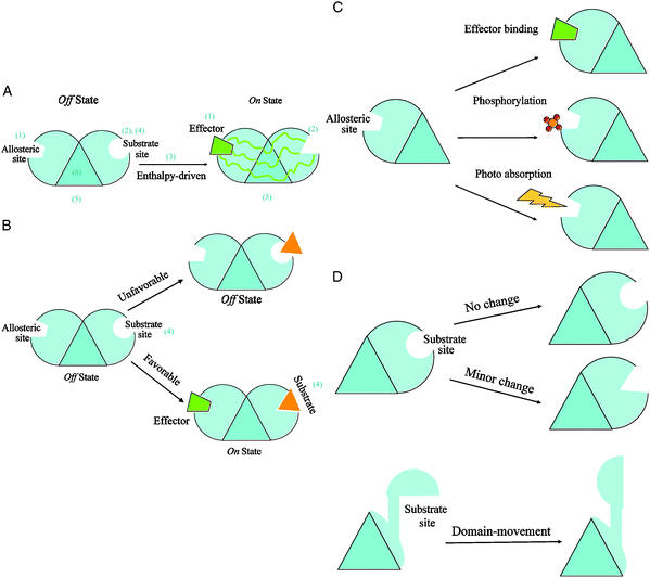 Simplified diagrams illustrating the scheme of classification of allosteric mechanisms. The scheme uses six descriptors to describe an allosteric reaction: (1) the type of perturbation event at the allosteric site; (2) the extent of conformational change at the substrate site; (3) the dominant thermodynamic factor; (4) the type of allosteric cooperativity; (5) the location of functional site (is it coincident with the substrate site?), and (6) the functional oligomeric state in action. To facilitate module design in the representation, the core of an allosteric monomer is represented by a triangle. Each triangle edge is occupied by one of three sites: the allosteric site, the substrate site, and the functional site. Fig. 1A depicts a typical allosteric case in which the perturbation by an effector binding at the allosteric site causes a minor conformational change at the substrate site. The shape changes from circle (Off state) to triangle (On state) via multiple propagation pathways. The absence of an attached module to the third edge of the core triangle indicates that in this case the substrate site is also the functional location of the monomeric protein. The positive binding cooperativity is implied in Fig. 1A since no substrate is attached in the Off state. This is an enthalpy-driven allosteric regulation in that the unfavorable substrate binding (Off state) becomes favorable (On state) due to an effector binding at the allosteric site (Fig. 1B). In this simplified modular scheme, a representation of a particular allosteric mechanism is just a combination of various stimuli at the allosteric site (depicted in Fig. 1C) and of conformational changes at the substrate site (illustrated in Fig. 1D). A stimulus is an event that directly influences protein function. The numbers in parentheses provide a visual guide corresponding to the six descriptors of the classification scheme.