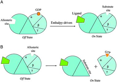 Two simplified diagrams to illustrate the allosteric mechanisms of the exchange of GTP to GDP in example 1 in the text. In Fig. 2A, an extracelluar ligand binding at the N-terminal domain of the receptor (the allosteric site) causes a conformational change at the GDP binding site (the substrate site) leading to the release of GDP. This is a hetero-oligomer system with negative binding cooperativity driven mainly by enthalpy. The empty GDP binding site then becomes an allosteric site for GTP binding in Fig. 2B. The GTP binding event causes the dissociation of trimeric G-protein from the seven-helix receptor. If we retain the classification scheme with the seven-helix receptor as the core protein, the substrate will be the entire trimetric G-protein and the allosteric site is located inside the substrate; however, if we view the G-protein as the core protein, then the GTP binding is a negative cooperative binding leading to dissociation of the substrate, now the seven-helix receptor.