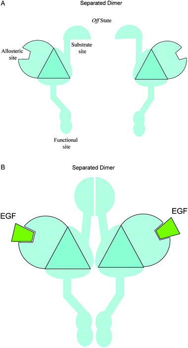Simplified diagrams to illustrate the allosteric mechanism of dimerization in example 2. The EGF binding event causes a large-scale, domain-movement conformational change at the substrate site, which in turn facilitates the dimerization. The extracellular dimerization process leads to a contact between the two intracellular functional sites, the cytoplasmic kinase domains. This represents a homodimer system where the substrate site is not at the functional site.
