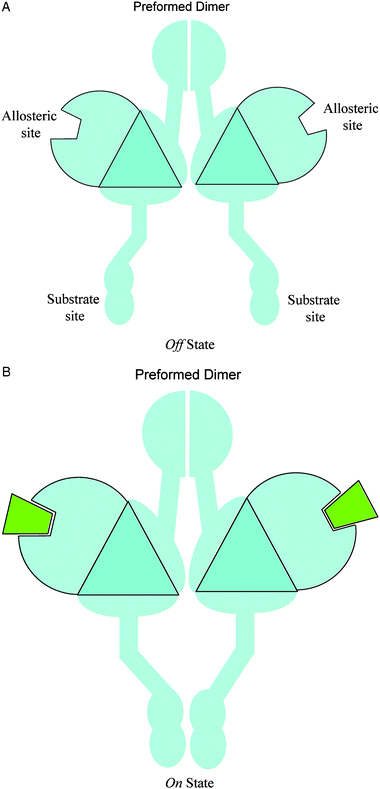 Simplified diagrams to illustrate the allosteric mechanisms of the pre-formed dimer in example 3. Effector binding at the allosteric sites causes a large-scale conformational change at the substrate site, which brings the two separated substrates (the two triangles) in close contact to each other. This is a concerted homodimer system: the two substrate sites become the functional site when they are in close contact.
