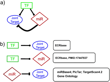 
          Feed-forward loops. (a) Representation of a typical mixed feed-forward loop (FFL) analyzed in this work. In the square box, TF is the master transcription factor; in the diamond-shaped box miR represents the microRNA involved in the circuit, while in the round box, the Joint Target is the joint protein-coding target gene (JT). Inside each circuit, –• indicates transcriptional activation/repression, whilst  indicates post-transcriptional repression. (b) Flow-chart of the annotation strategies for the feed-forward circuits. After building the catalogue of closed FFLs (see Fig. 2), each side of the circuit was expanded and analyzed using external support databases and functional annotations. Beside each circuit link the source used for its annotation is reported; see Materials and Methods for details.