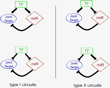 
            Graphical representation of Type I and Type II circuits.
            TF is the master transcription factor, miR represents the microRNA involved in the circuit and Joint Target is the joint target gene. Inside each circuit, → indicates transcription activation, whilst  indicates transcription or post-transcriptional repression. In representing Type I and Type II circuits, we followed the nomenclature used in ref. 21.