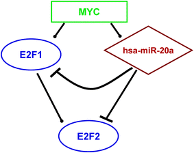 
            Graphical representation of the c-Myc|E2F1|hsa-miR-20a circuit, with its extension to E2F2. The c-Myc|E2F1|hsa-miR-20a is the only feed-forward circuit already validated experimentally, as stated in the literature. Its components are embedded in a more sophisticated network, in particular, when mining our database we recognized the interplay with E2F2. E2F2 is down-regulated by hsa-miR-20a at the post-transcriptional level, and it is a direct transcriptional target of E2F1 itself. –• indicates transcriptional activation/repression, whilst  post-transcriptional repression. Mature microRNA ids are written according to the standard nomenclature of miRBase,47 for the TF and JT protein-coding genes, we used the standard HGNC ids.