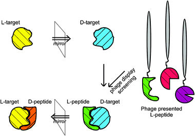 The principle of mirror image phage display. The d-enantiomeric form of any peptide-target is synthesized and used for phage display. A l-peptide, which binds to the d-enantiomeric target, is selected. The d-enantiomeric form of the selected l-peptide is synthesized, which will bind to the l-enantiomeric form of the target.