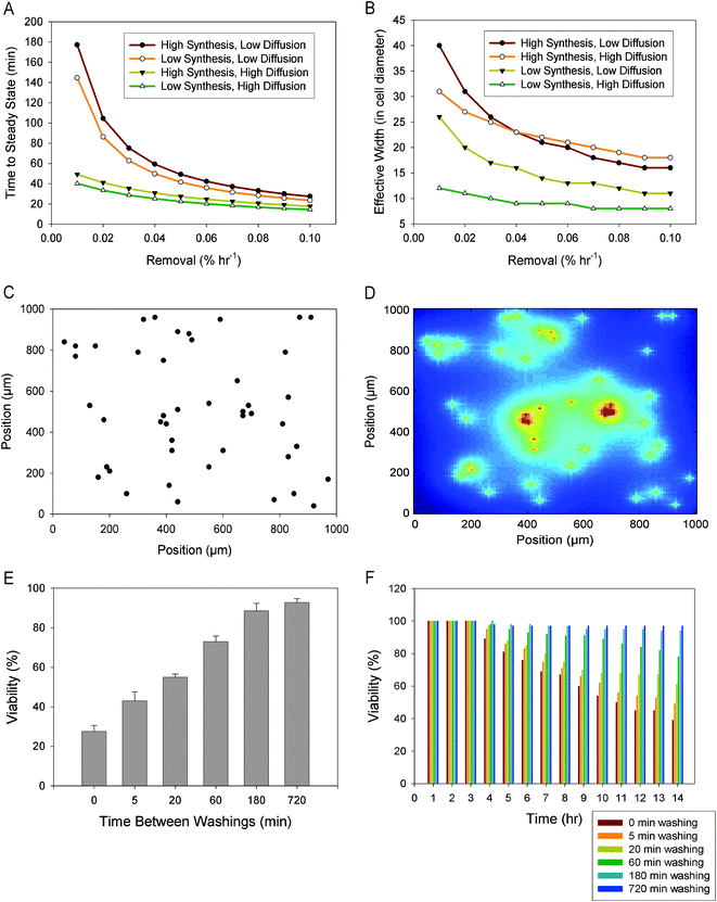 (A) Computational modeling of the time needed to reach a steady state in paracrine signaling for a single cell where synthesis rate, removal rate, and diffusion coefficient are varied. Synthesis rate is based on estimates from 2300–8000 molecules cell−1 s−1, removal on 0.02% h−1 lost ligands in conditioned media, and diffusion rates on estimates of 1.0 × 10−6 to 1.0 × 10−7 cm2 s−1. (B) Computational modeling of the distance, in cell diameters, that cells can communicate through paracrine signaling (the effective width). Model parameters are as in (A). (C) Modeling of cell distribution in a population. Cells are randomly seeded as single-cell colonies onto a 1200 μm × 3200 μm modeling area, a 1 mm × 1 mm subsection is shown here. (D) The cells that are seeded as in (C) are allowed to secrete ligands into the medium, creating a “cloud” of ligands based upon nominal parameters. Color coding: the local concentration varies from the lowest (blue) to the highest (red). (E) The dependence on the medium washout rate of the viability of model cell populations simulated as in (C–D), with the viability for individual cells calculated as a function of the time integral of the local ligand concentration, as described in the main text. Simulations are from five replicates, with the error bars representing the standard error of the mean. (F) Time course of mESC viability under specified washing rates.