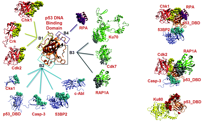 Predicted partners of the p53 DNA-binding domain (left panel), with representation of some in the complexed state (right panel).