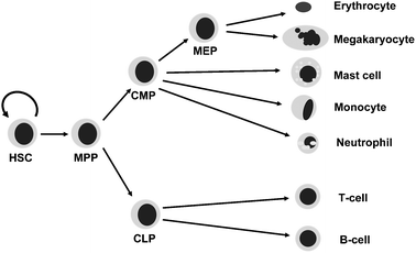 
          Simplified haematopoietic tree. The haematopoietic stem cell is able to self-renew and give rise to multipotent progenitor cells, which in turn give rise to more restricted progenitors and ultimately the terminally differentiated cells of both the myeloid and lymphoid lineages. The true haematopoietic tree as it is currently understood contains over 50 different cell types. HSC = haematopoietic stem cell, MPP = multi-potent progenitor, CLP = common lymphoid progenitor, CMP = common myeloid progenitor, MEP = megakaryocyte-erythroid progenitor.