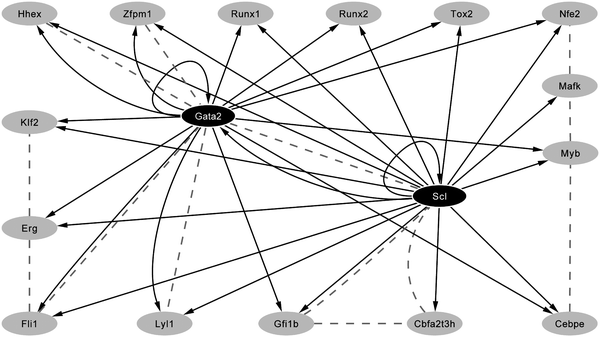 
            Scl- and Gata2-centric transcriptional network. In vivo validated core network. Each solid line indicates a binding event observed in a ChIP-Seq experiment which has then been functionally validated in transgenic assays, whereas the dashed lines represent protein–protein interactions curated from the literature.40