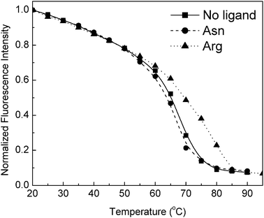 Representative data for TM0593 thermal unfolding monitored by a decrease in Trp emission in the presence and absence of 1 mM arginine or asparagine. Fluorescence measurements were obtained at an excitation wavelength of 280 nm in 5 mM phosphate buffer, pH 7.0.