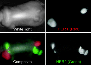 In vivo optical imaging of two tumor types, 3T3/HER2+ and A431, which express HER1 receptors. One of each type of tumor of was injected into the flanks and shoulders of athymic mice. A cocktail of cetuximab-conjugated Cy5.5 (HER1 directed shown in red), and trastuzumab-conjugated Cy7 samples (HER2+ shown in green) directed was injected into the mouse. Optical multispectral imaging allows for the differentiation of the two tumors by molecular expression pattern.