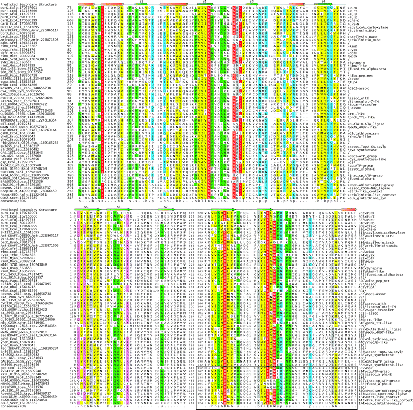 Multiple sequence alignment of the ATP-grasp domain. Proteins are labeled with the gene names, species abbreviations and Genbank index (gi) numbers separated by underscores. Sequences are arranged by family types, which is shown to the right of the alignment. In a subset of sequences (labeled as GCS2_assoc), an insert in the [ED]hN motif at the C-terminus is shown in smaller font. The consensus secondary structure is shown above the alignment and was derived from a combination of crystal structures and alignment-based structure prediction. Strands are depicted as green arrows and helices as cylinders. The circularly permuted portion unifying the circularly permuted clade is enclosed within a box and aligned to the C-terminus of the unpermuted forms. Columns in the alignment are colored based on their conservation at 70% consensus. The coloring scheme and consensus abbreviations (shown at the bottom of the alignment) is c: charged (DEHKR), −: acidic (DE) and +: basic (HKR) residues in magenta; b big residues (KMILEWRYFQ) in grey, p: polar residues (CDEHKNQRST) in blue; h hydrophobic (ACFILMVWY) and l: aliphatic (LIV) residues in yellow, and s: small (ACDGNPSTV) and u: tiny (GAS) residues in green. Absolutely conserved residues are in red. Species abbreviations are as follows: Abau: Acinetobacter baumannii; Aehr: Alkalilimnicola ehrlichii; Afri: Actinoplanes friuliensis; Aful: Archaeoglobus fulgidus; Amir: Actinosynnema mirum; Aput: Alistipes putredinis; Asp.: Acidovorax sp.; Atum: Agrobacterium tumefaciens; Bcen: Burkholderia cenocepacia; Bcir: Bacillus circulans; Bhal: Bacillus halodurans; Bpet: Bordetella petrii; Bpse: Burkholderia pseudomallei; Bsel: Bacillus selenitireducens; Bsp.: Burkholderia sp.; Bsub: Bacillus subtilis; Bthe: Bacteroides thetaiotaomicron; Cagg: Chloroflexus aggregans; Cpha: Chlorobium phaeobacteroides; Cpsy: Colwellia psychrerythraea; Csp.: Cyanothece sp.; Daut: Desulfobacterium autotrophicum; Drad: Deinococcus radiodurans; Dthi: Desulfonatronospira thiodismutans; Ealb: Escherichia albertii; Ecol: Escherichia coli; Faln: Frankia alni; Gaur: Gemmatimonas aurantiaca; Gdia: Gluconacetobacter diazotrophicus; Glam: Giardia lamblia; Hsap: Homo sapiens; Lbif: Leptospira biflexa; Lsp.: Leptospirillum sp.; Mace: Methanosarcina acetivorans; Mesp: Methylobacterium sp.; Mjan: Methanocaldococcus jannaschii; Mmag: Magnetospirillum magnetotacticum; Mmar: Methanococcus maripaludis; Msed: Metallosphaera sedula; Msme: Mycobacterium smegmatis; Mtub: Mycobacterium tuberculosis; Mxan: Myxococcus xanthus; Paer: Pseudomonas aeruginosa; Plum: Photorhabdus luminescens; Plut: Pelodictyon luteolum; Pnec: Polynucleobacter necessarius; Psp.: Paenibacillus sp.; Rbal: Rhodopirellula baltica; Rcen: Rhodospirillum centenum; Rsol: Ralstonia solanacearum; Rsp.: Roseiflexus sp.; Saga: Streptococcus agalactiae; Scer: Saccharomyces cerevisiae; Sdeg: Saccharophagus degradans; Ssol: Sulfolobus solfataricus; Ssp: Synechocystis sp.; Susi: Solibacter usitatus; Syn: Synechococcus sp.; Tden: Thiobacillus denitrificans; Telo: Thermosynechococcus elongatus; Tsp.: Thioalkalivibrio sp.; Tthe: Thermus thermophilus; Vbac: Verrucomicrobiae bacterium; Vcho: Vibrio cholera; Vspi: Verrucomicrobium spinosum; Xaut: Xanthobacter autotrophicus.