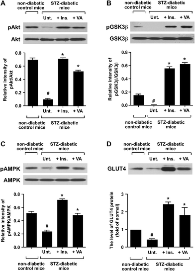 Effect of VO(alx)2 on the phosphorylation of Akt (a), GSK3β (b) and AMPK (c), and the level of GLUT4 protein (d) in skeletal muscle. Twenty μg of the cytosolic proteins was resolved on a 9% SDS-PAGE gel, transferred to a nitrocellulose membrane, and immunoblotted with anti-phospho-Ser473 Akt, anti-Akt, anti-phospho-Ser9 GSK3β, anti-GSK3β, anti-phospho-Thr172 AMPKα, and anti-AMPKα antibodies. Five μg of the crude muscle cell membranes was resolved on a 12% SDS-PAGE gel, transferred to a nitrocellulose membrane, and immunoblotted with the anti-GLUT4 antibody. The intensity of immunoblots, which indicates the phosphorylation state, was measured using NIH ImageJ software. Data are expressed as means ± SD. Significance: #P < 0.01 compared with non-diabetic control mice and STZ-diabetic mice. *P < 0.01 compared with STZ-diabetic mice and insulin-, or VO(alx)2-treated STZ-diabetic mice.