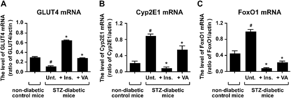 
            RT-PCR analysis of GLUT4 (a), Cyp2E1 (b) and FoxO1 (c). Reverse-transcription reactions were carried out as described in “Materials and Methods”. First-strand cDNA from the skeletal muscle was amplified by PCR using specific primer sets, and the PCR products were then separated by electrophoresis on a 2% agarosegel containing ethidium bromide. The mRNA expression levels of GLUT4, Cyp2E1, and FoxO1 were measured using the NIH ImageJ software. Data are expressed as means ± SD. Significance: #P < 0.01 compared with non-diabetic control mice and STZ-diabetic mice. *P < 0.01 compared with STZ-diabetic mice and insulin-, or VO(alx)2-treated STZ-diabteic mice.