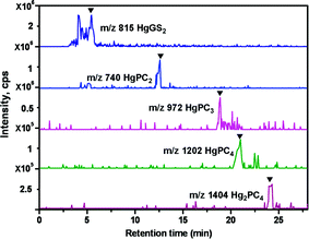 Analysis of in vitro synthesized Hg–PC complexes using RPLC-ESI-MS. Total ion chromatogram (TIC) and extracted ion chromatograms (EIC) of HgGS2, HgPC2, HgPC3, HgPC4 and Hg2PC4 analyzed by ESI-MS. ▼, species identified as mentioned in trace.