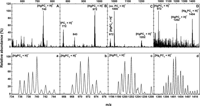 ESI-MS spectra of the in vivo HgPC2 (A), HgPC3 (B), HgPC4 (C) and Hg2PC4 (D) and their isotopic peak distributions of HgPC2 (a), HgPC3 (b), HgPC4 (c) and Hg2PC4 (d) in the HgCys2 stressed B. chinensis roots.