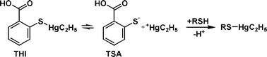 Hydrolysis of thimerosal (THI) in aqueous media to thiosalicylic acid (TSA) and ethylmercury (EtHg) and subsequent addition of EtHg to free thiols.