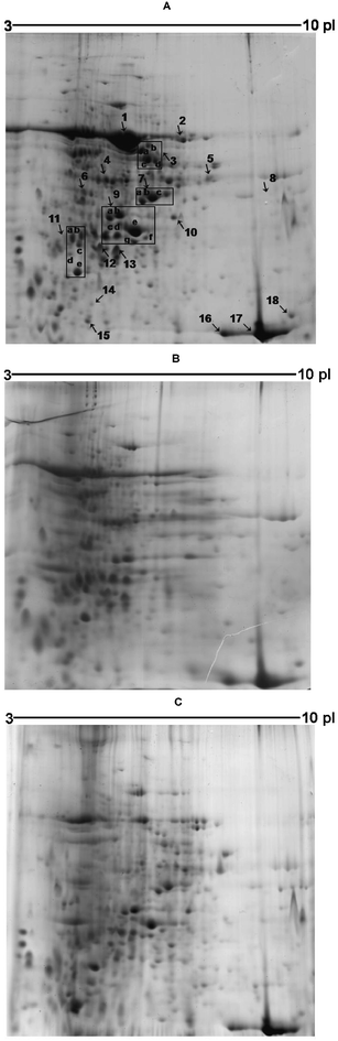 Representative 2-DE gel for proteins for sunflower leaves. 2.4 mg of protein was loaded and run on 13 cm IPG strips (pH 3–10, linear). SDS-PAGE gels were used in the second dimension. The protein spots were visualized by Coomassie Brilliant Blue. (A) Control, (B) zinc contamination and (C) mixed-ion contamination. Arrows indicate the protein spots/regions analyzed, which were designated as numbers 1–18. The arrow 8 indicates proteins that were expressed only in the conditions specified in Fig. 1C.