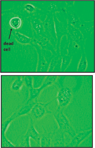 (a) Image of CV-1 cells after 4 days of cultivation, showing evidence of about 80% confluency and the ability to detect for dead cells. (b) Cell confluency after 1 day of cultivation, indicating low proliferation, therefore very low confluency.