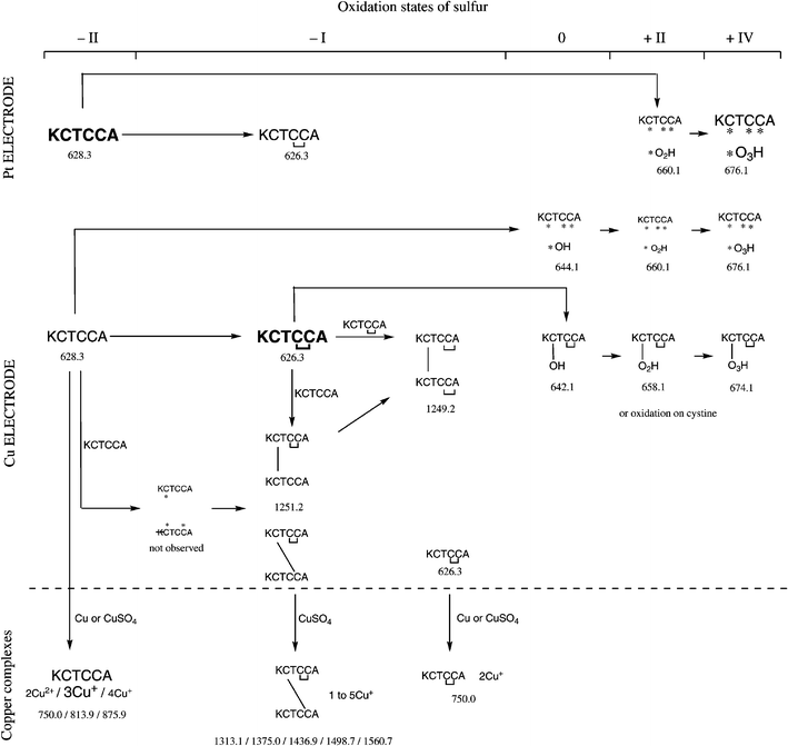 Reactions of KCTCCA in microchip ESI-MS in presence or absence of copper. * possible binding sites. Descriptions are the same as Scheme 1.