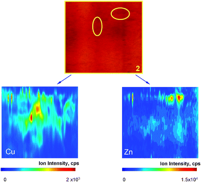 Cu- and Zn-containing protein spots in section 2 of 2D-BN gel of rat kidney water extract (cf. Fig. 1).