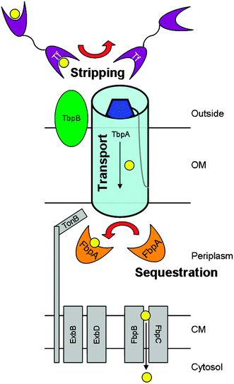 Utilization of transferrin-bound iron by live, wild-type Neisseria gonorrhoeae involves many proteins. The transferrin binding proteins, TbpA and TbpB constitute the outer membrane receptor complex responsible for binding transferrin, stripping the tightly-bound iron from the host-derived molecule, and transporting iron into the periplasmic space. In the periplasm, iron is sequestered by ferric binding protein A, which delivers it to the cytoplasmic membrane. After crossing the cytoplasmic membrane, iron is metabolized according to the needs of the cell. Energy derived from TonB, ExbB, and ExbD is required for utilization of transferrin-bound iron.