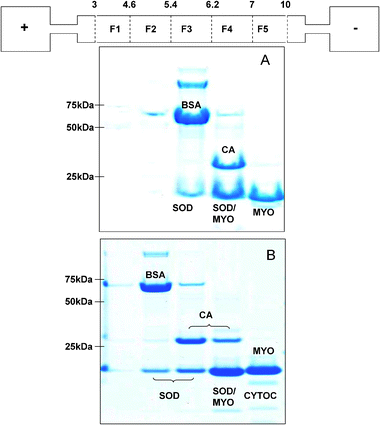 1D SDS gels of standard protein fractions obtained from denaturing solution IEF (panel A) and non-denaturing IEF (panel B) with a schematic of the ZOOM® IEF apparatus. pH fractions are labelled as follows: 3–4.6 (F1), 4.6–5.4 (F2), 5.4–6.2 (F3), 6.2–7 (F4), 7–10 (F5).