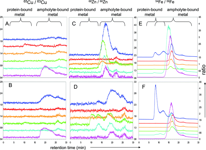 Isotopically-labelled denaturing sIEF fractions separated by SEC-ICP-MS of protein-less (A, C, E) and metalloprotein solutions (B, D, F) spiked with 100 μg L−1 each of isotopically enriched 65Cu, 68Zn and 54Fe; isotopic ratios for 65Cu/63Cu (panels A and B),68Zn/66Zn (panels C and D) and 54Fe/Fe56 (panels E and F), off-set between each fraction is 0.3; retention time windows for protein-bound metal and ampholyte-bound metal are labelled. Traces correspond to: unfractionated mixture (‘neat’): blue trace, F1: red, F2: orange, F3: green, F4: cyan, F5: mauve. Panels A, C and E correspond to protein-less controls, and panels B, D and F to protein-containing experiments.