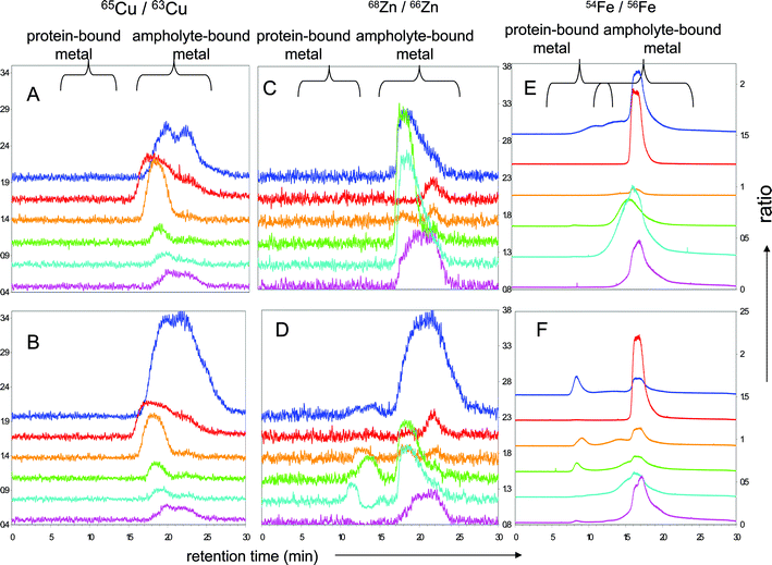 Isotopically-labelled non-denaturing sIEF fractions separated by SEC-ICP-MS of protein-less (A, C, E) and metalloprotein solutions (B, D, F) spiked with 100 μg L−1 each of isotopically enriched 65Cu, 68Zn and 54Fe; isotopic ratios for 65Cu/63Cu (panels A and B), 68Zn/66Zn (panels C and D) and 54Fe/Fe56 (panels E and F), off-set between each fraction is 0.3; retention time windows for protein-bound metal and ampholyte-bound metal are labelled. Traces correspond to: unfractionated mixture (‘neat’): blue trace, F1: red, F2: orange, F3: green, F4: cyan, F5: mauve.