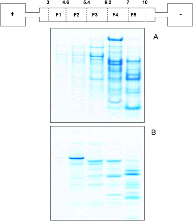 1D SDS gels of liver cytosolprotein fractions obtained from denaturing solution IEF (panel A) and non-denaturing IEF (panel B) with a schematic of the ZOOM® IEF apparatus. pH fractions as follow: 3–4.6 (F1), 4.6–5.4 (F2), 5.4–6.2 (F3), 6.2–7 (F4), 7–10 (F5).