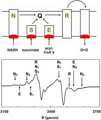 
          Metallomic EPR spectroscopy of a rat heart. When the respiring cells of a rat heart are frozen in action with a liquid-nitrogen cooled Wollenberger tong, the resulting EPR spectrum is dominated by the sub-metallome of the partially reduced aerobicrespiratory chain showing a variety of iron-sulfur centers from (N) NADH dehydrogenase, (S) succinate dehydrogenase, (E) electron-transferring flavoprotein dehydrogenase, and (R) the Rieske protein in complex-III or ubiquinone: cytochrome c oxidoreductase (data modified from ref. 25).