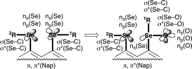 Orbitals taking part in the non-bonded Se⋯SeO interactions in naphthalene 1,8-positions.