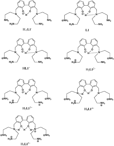 Location of acidic hydrogen atoms in the protonated species of L1.