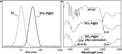 a: Hydrodynamic sizes of IO and SCL-P@IO nanoparticles in aqueous solution determined by DLS measurements. b: IR spectra of PF127 triblock copolymer (top), SCL-P@IO nanoparticles (middle) and SCL-P@IO nanoparticles after calcination at 700 °C (bottom). The IR spectra of the SCL-P@IO nanoparticles are characteristic of both the silica network (Si–O–Si stretch at 1080 cm−1) and the copolymer (C–H stretch at 1730 cm−1). This C–H band disappears after calcination.