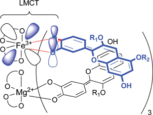 Blue coloration resulting from the LMCT interaction between chromophore of succinylcyanin (16) and Fe3+ in protocyanin (3).