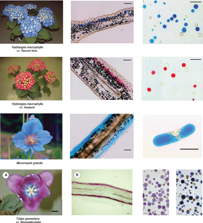 Various blue flowers (left), their transverse sections (middle), and protoplasts obtained by treatment with cellulase and pectinase (right). Scale bars for the transverse sections and protoplasts: 50 µm. (Modified from K. Yoshida et al., Plant Cell Physiol., 2003, 44, 262–268; K. Yoshida et al., Phytochemistry, 2006, 67, 992–998; and Shoji et al., Plant Cell Physiol., 2007, 48, 243–251, with permission).