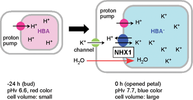 A proposed mechanism for the color change in morning glory petal cells during the flower-opening period. At the bud stage, vacuolar pH is maintained at 6.6 by proton pumps. At the flowering stage, NHX1 is expressed and exchanges H+ for K+, increasing the vacuolar pH to 7.7. The accumulated K+ causes an osmotic imbalance, which allows the cells to incorporate water and expand, facilitating the opening of the flower.