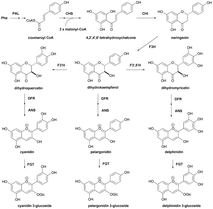 The biosynthetic pathway for the formation of the anthocyanidin 3-glucoside derived from phenylalanine.