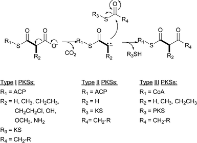 Basic mechanism of decarboxylative Claisen condensations for extender unit incorporation.