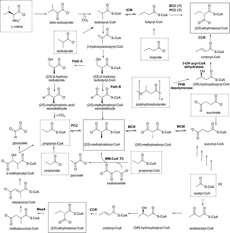 Metabolic pathways leading to the formation of (2S)-methylmalonyl-CoA and (2S)-ethylmalonyl-CoA. These two extender units are in solid boxes; starting metabolites that can lead to these extender units are in dashed boxes. Path A and B are pathways described in the text. Abbreviations: ICM, isobutyryl-CoA mutase; BCC, butyryl-CoA carboxylase; PCC, propionyl-CoA carboxylase; CCR, crotonyl-CoA carboxylase/reductase; PHB, polyhydroxybutyrate; MCR, methylmalonyl-CoA racemase; MCM, methylmalonyl-CoA mutase; MM-CoA TC, methylmalonyl-CoA transcarboxylase.